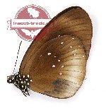 Euploea climena sepulchralis