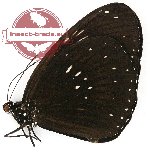 Euploea redtenbacheri albiplaga