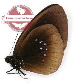 Euploea sylvester doleshalli (A2)