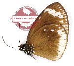 Euploea darcia arisbe