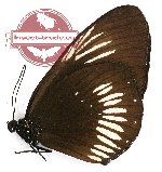 Euploea latifasciata hashimotoi