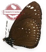 Euploea midamus aegyptus