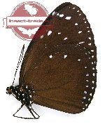 Euploea westwoodi leochares (A-)