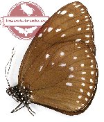 Euploea westwoodi leochares (A2)