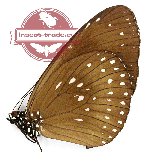 Euploea core mazares