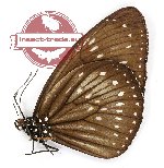 Euploea algea tombungensis