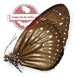 Euploea algea tombungensis