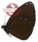 Euploea eunice syra (A-)