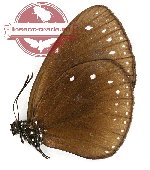 Euploea stephensi kirschi (A2)