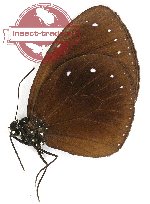 Euploea stephensi kirschi