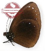 Euploea leucostictos staintoni