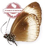 Euploea climena valeriana