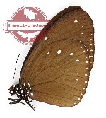 Euploea eleusina eleusina