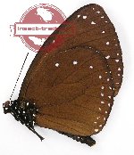 Euploea eunice eunice (A-)