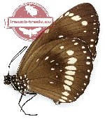 Euploea corinna corinna