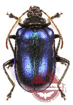 Chrysomelidae sp. 49