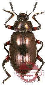 Tenebrionidae sp. 76A