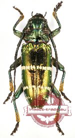 Sphingnotus insignis ssp. (diff. than Guadalcanal)