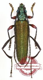 Callichromatini sp. 13