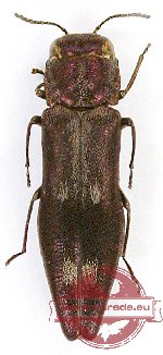 Agrilus sp. 45