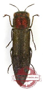 Agrilus sp. 46