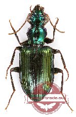 Catascopus sp. 16