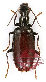 Carabidae sp. 39