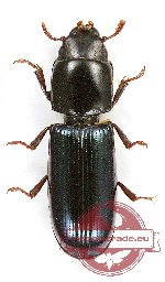 Temnochilidae sp. 2