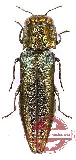 Agrilus sp. 39A