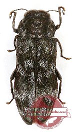 Brachycoraebus sp. 4