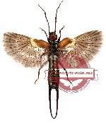 Dermaptera sp. 3 (not spread)