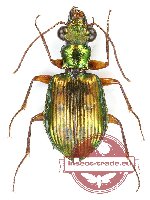 Carabidae sp. 40 (10 pcs)