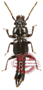 Staphylinidae sp. 6A