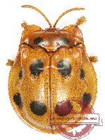 Cassidinae sp. 9