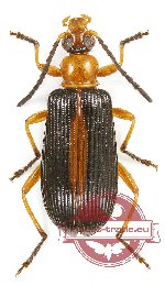 Lagriidae sp. 11 (A-)