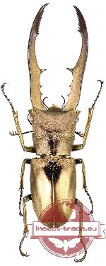 Cyclomatus metallifer finnae