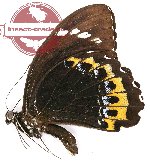 Papilio tydeus hanafusai