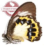 Papilio tydeus hanafusai (A-)