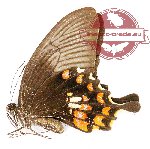 Papilio polytes sotira (A2)