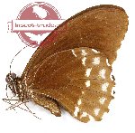 Papilio canopus umbrosus (A-)