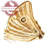 Amathusia virgata (A-)