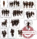 Scientific lot no. 1 Dermaptera (37 pcs A, A-, A2 )