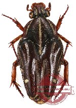 Ixorida (Mecinonota) regia bicolor (20 pcs)
