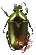 Ischiopsopha (s.str.) ceramensis
