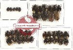 Scientific lot no. 408 Heteroptera (39 pcs)