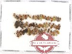 Scientific lot no. 404 Heteroptera (50 pcs)