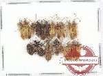 Scientific lot no. 405 Heteroptera (19 pcs)
