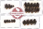Scientific lot no. 409 Heteroptera (Cydnidae) (23 pcs)