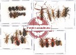 Scientific lot no. 403 Heteroptera (33 pcs A, A-, A2)