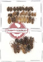 Scientific lot no. 407A Heteroptera (39 pcs)